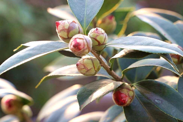 茶花品種圖片名稱大全 茶花品種排名