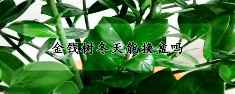 金錢樹(shù)冬天能換盆嗎