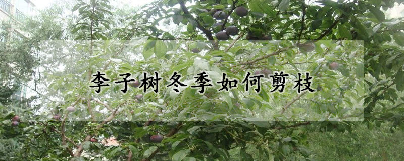 李子樹(shù)冬季如何剪枝