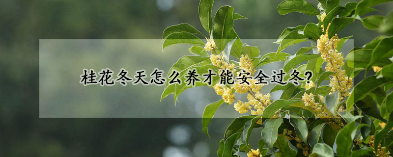 桂花冬天怎么養(yǎng)才能安全過(guò)冬?