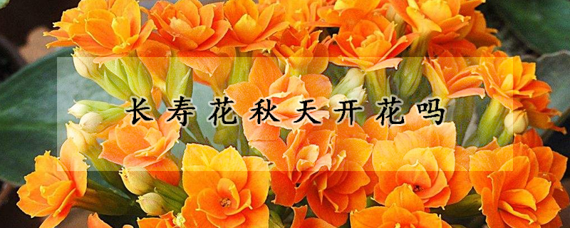 長壽花秋天開花嗎