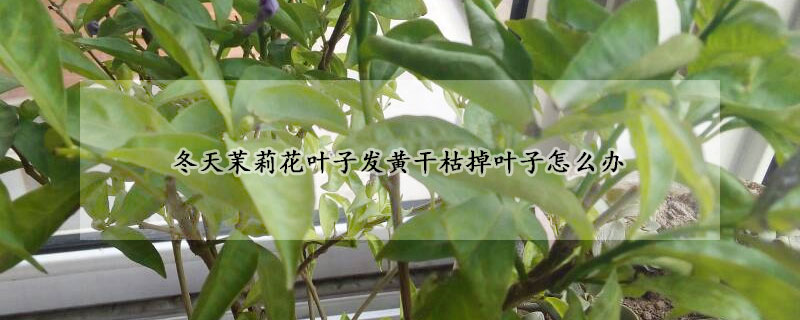 冬天茉莉花葉子發黃干枯掉葉子怎么辦