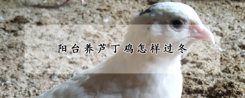 陽臺(tái)養(yǎng)蘆丁雞怎樣過冬