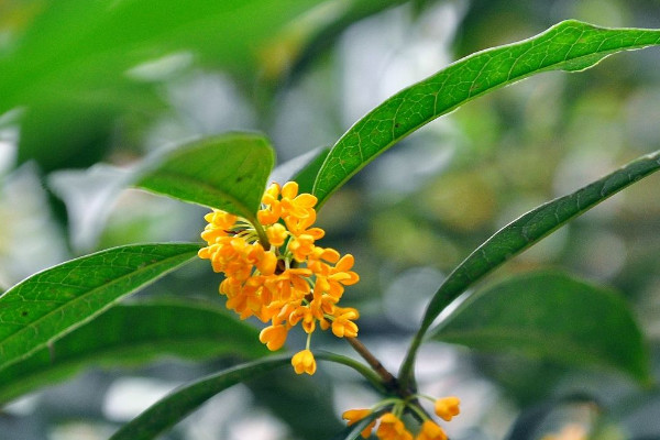 十大最香的花花期最長(zhǎng) 花香最長(zhǎng)的花排名