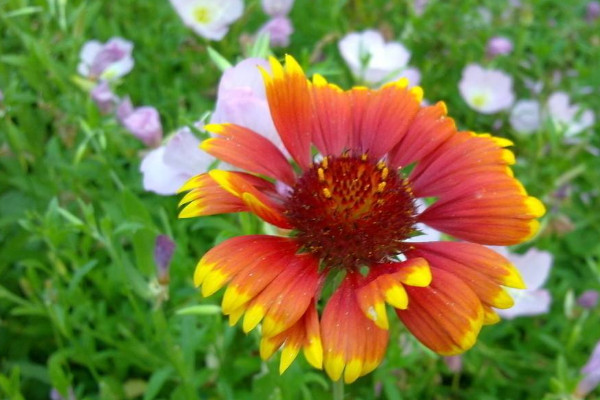 家養菊花的風水 家里養菊花的好處