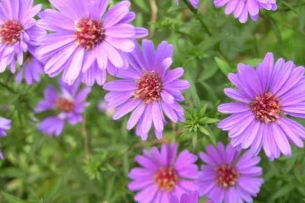 家養菊花的風水 家里養菊花的好處