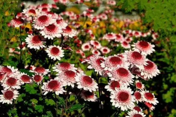 家養菊花的風水 家里養菊花的好處