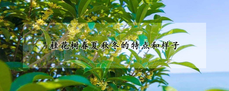 桂花樹春夏秋冬的特點和樣子