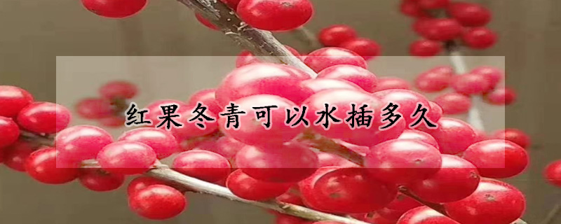 紅果冬青可以水插多久