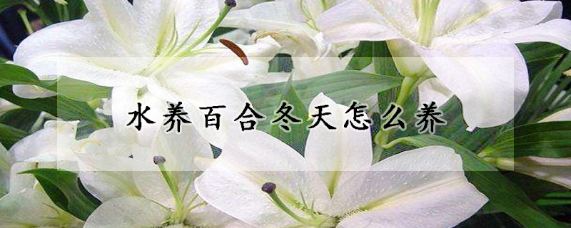 水養(yǎng)百合冬天怎么養(yǎng)