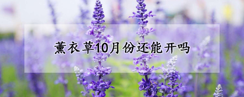 薰衣草10月份還能開(kāi)嗎