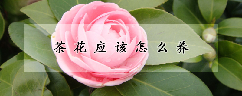 茶花應(yīng)該怎么養(yǎng)