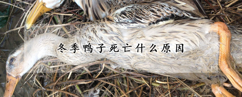 冬季鴨子死亡什么原因