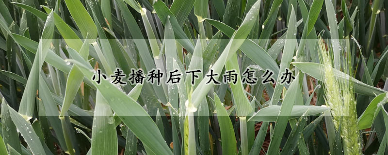 小麥播種后下大雨怎么辦