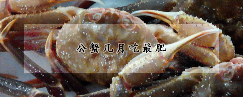 公蟹幾月吃最肥