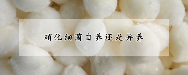 硝化細菌自養(yǎng)還是異養(yǎng)