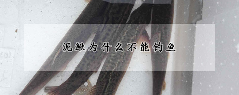 泥鰍為什么不能釣魚(yú)