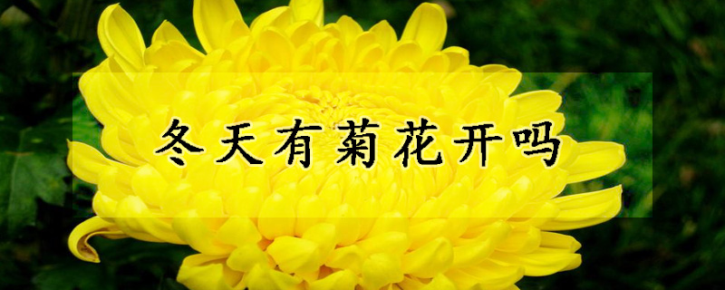 冬天有菊花開嗎