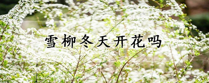 雪柳冬天開花嗎