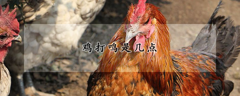 雞打鳴是幾點(diǎn)