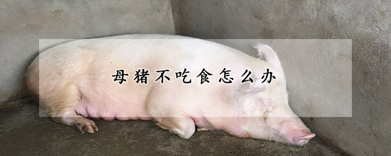 母豬不吃食怎么辦