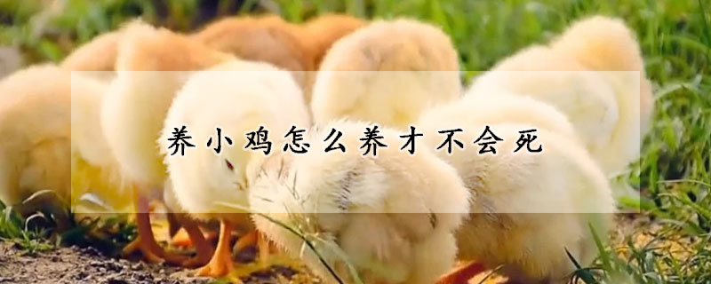 養(yǎng)小雞怎么養(yǎng)才不會(huì)死