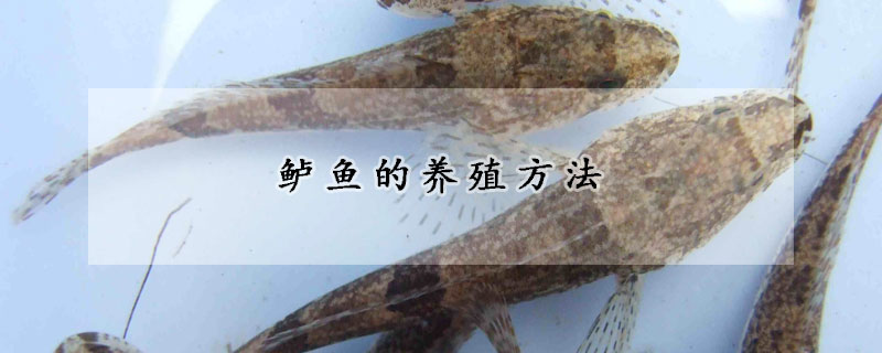 鱸魚的養殖方法