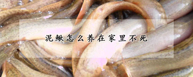 泥鰍怎么養(yǎng)在家里不死