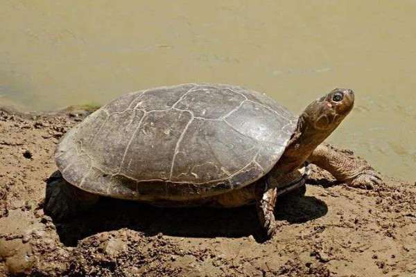 什么動物會夏眠