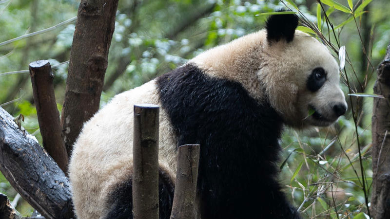 大熊貓是哺乳動(dòng)物嗎