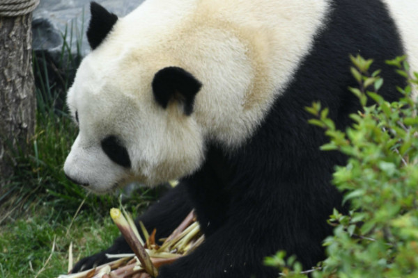 什么是哺乳動物