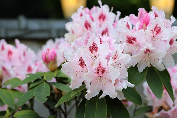 家里種杜鵑花吉利嗎 家里面養杜鵑花好不好