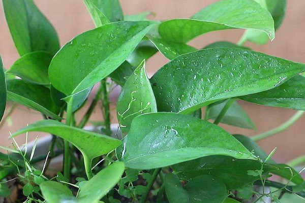 家里養綠蘿風水好不好 家里種綠蘿對風水有什么影響嗎