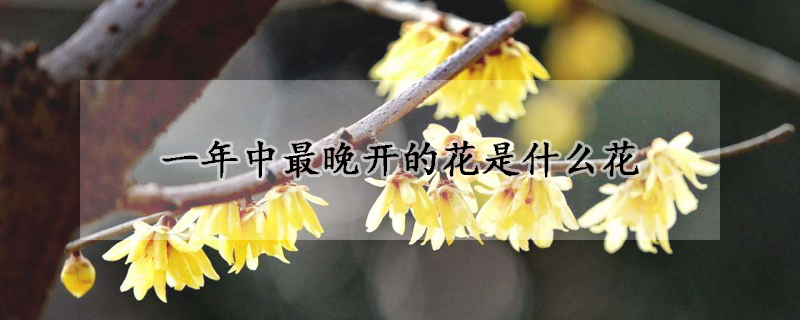 一年中最晚開(kāi)的花是什么花