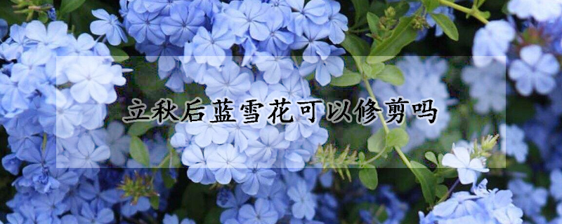 立秋后藍(lán)雪花可以修剪嗎