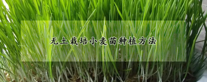 無(wú)土栽培小麥苗種植方法