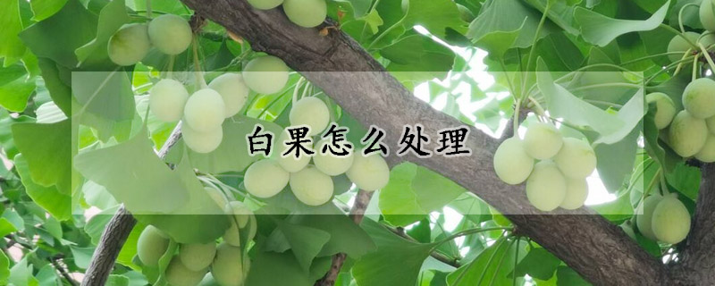 白果怎么處理