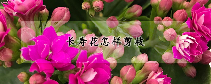 長壽花怎樣剪枝