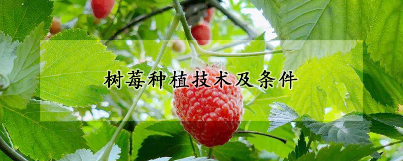 樹(shù)莓種植技術(shù)及條件