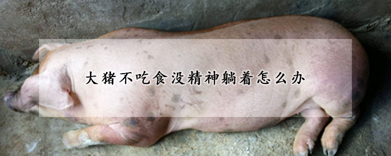 大豬不吃食沒精神躺著怎么辦