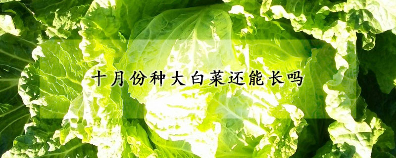 十月份種大白菜還能長嗎