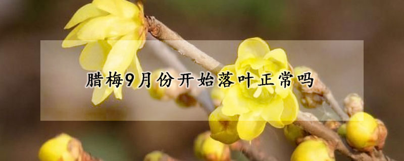 臘梅9月份開(kāi)始落葉正常嗎