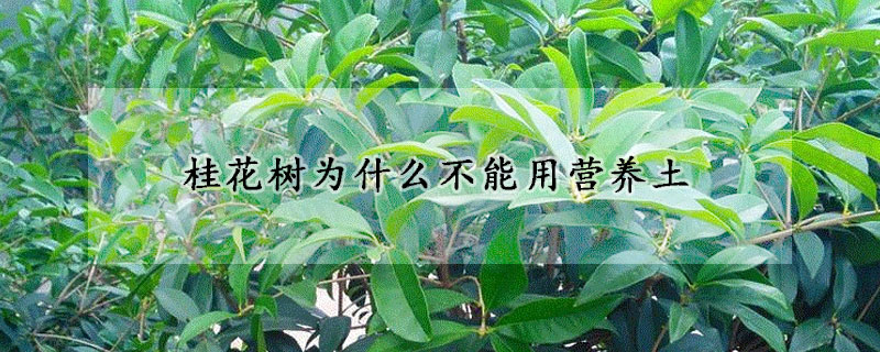 桂花樹為什么不能用營養土