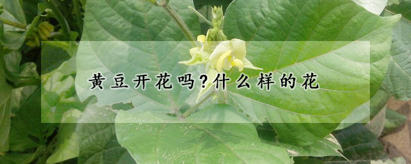 黃豆開花嗎?什么樣的花