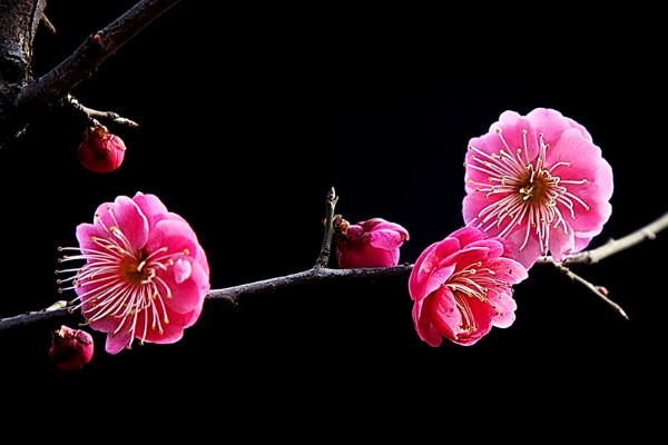 家里養(yǎng)梅花不吉利 家里養(yǎng)梅花真的不吉利嗎