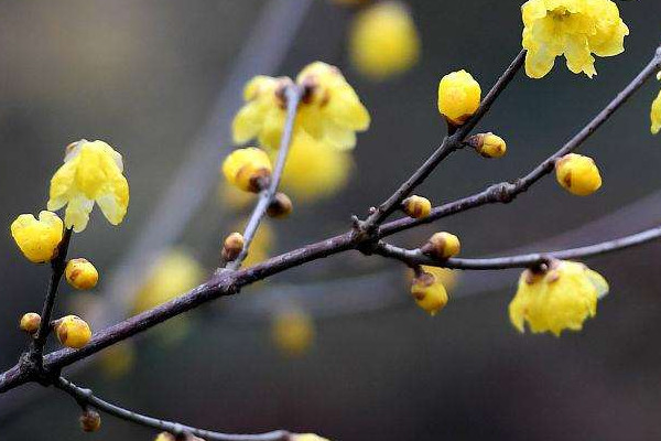 家里養(yǎng)臘梅風(fēng)水好嗎 家里養(yǎng)臘梅風(fēng)水好不好