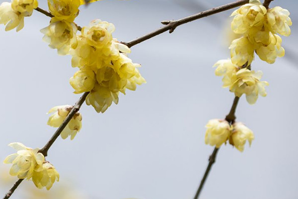 家里養(yǎng)臘梅風(fēng)水好嗎 家里養(yǎng)臘梅風(fēng)水好不好