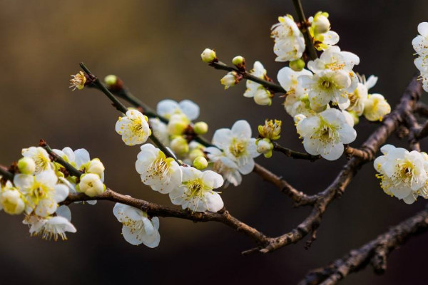 家里養(yǎng)臘梅風(fēng)水好嗎 家里養(yǎng)臘梅風(fēng)水好不好