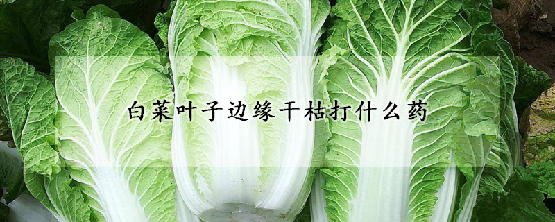 白菜葉子邊緣干枯打什么藥