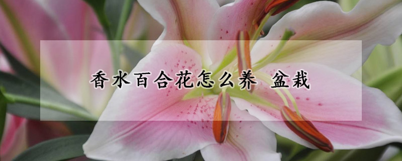 香水百合花怎么養 盆栽